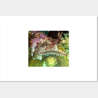 Coral Reef Bearded Fireworm - Caribbean Undersea Life Posters and Art